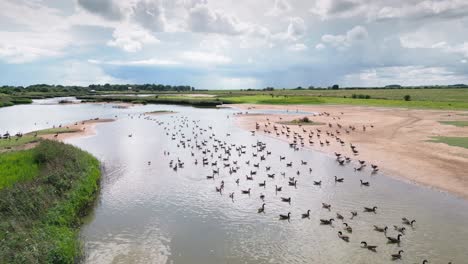 Aerial-video-footage-captures-the-saltwater-marshlands-along-the-Lincolnshire-coast,-featuring-seabirds-in-flight-and-on-the-lagoons-and-inland-lakes