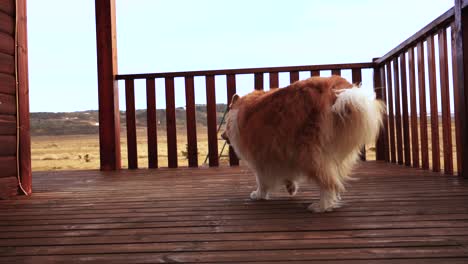 perro peludo jugando en el campo y alrededor de la casa con humor de colores otoñales