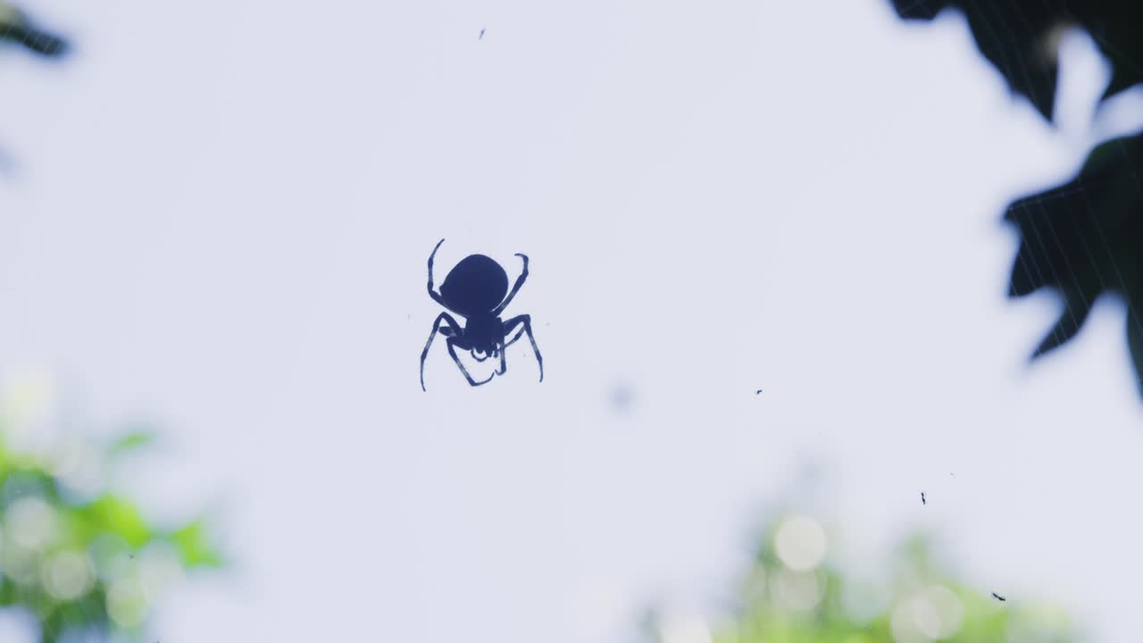 망 위에 앉아서 파리를 먹고 있는 오브 웨이버 거미의 실루 ⁇   ⁇