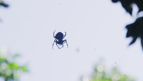 close-up-silhouette-shot-of-an-Orb-weaver-spider-eating-a-fly-while-sitting-on-a-web