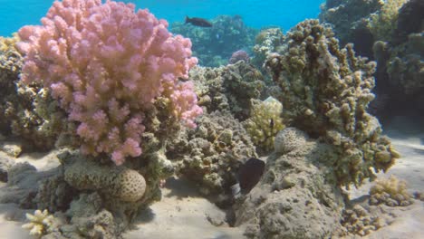 Cinematic-reveal-shot-of-a-yellowtail-clownfish-hiding-in-anemone-at-the-bottom-of-the-sea,-slow-motion