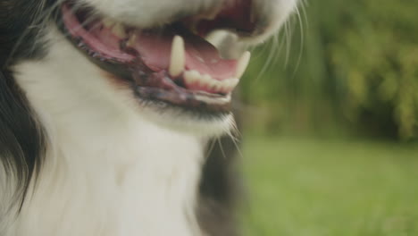 close up shot of the mouth of an australian shepherd sheep dog