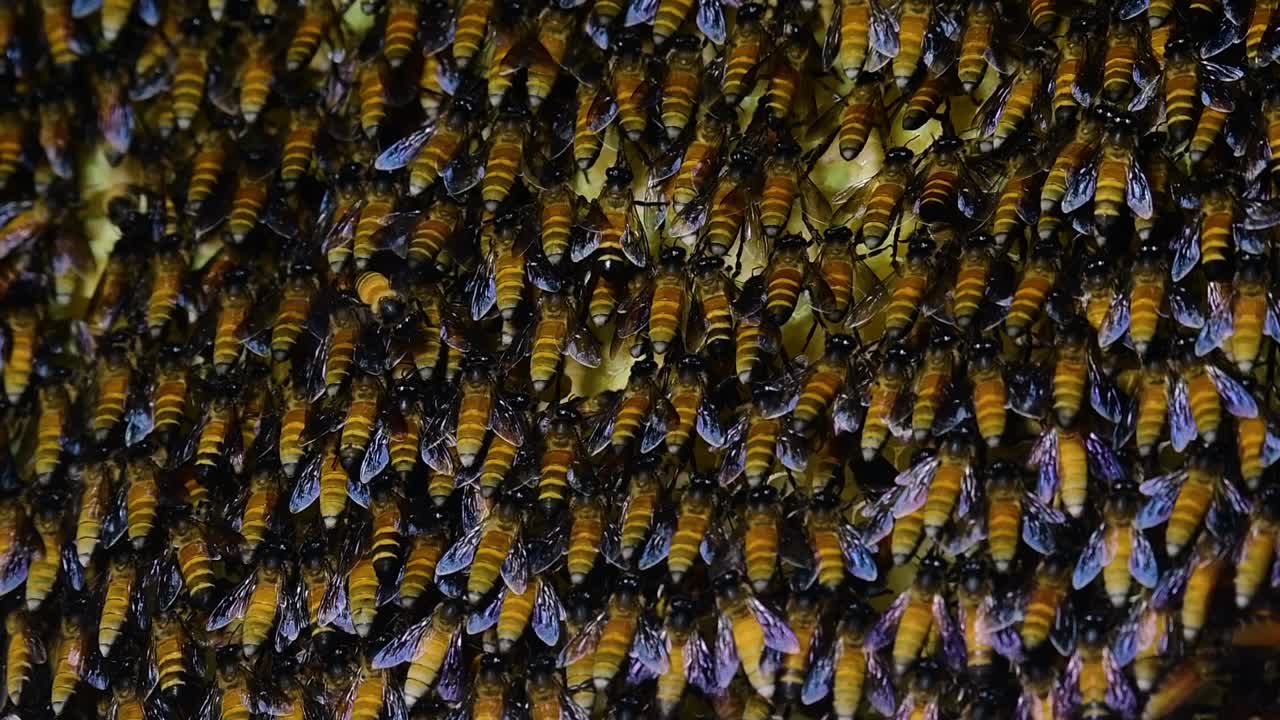 se sabe que las abejas melíferas gigantes construyen grandes colonias de nidos con bolsillos simétricos hechos de cera para almacenar miel como fuente de alimento.