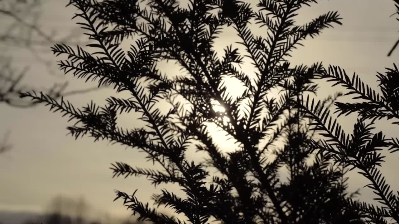 Pine tree evergreen branches and needles silhouette against dusk