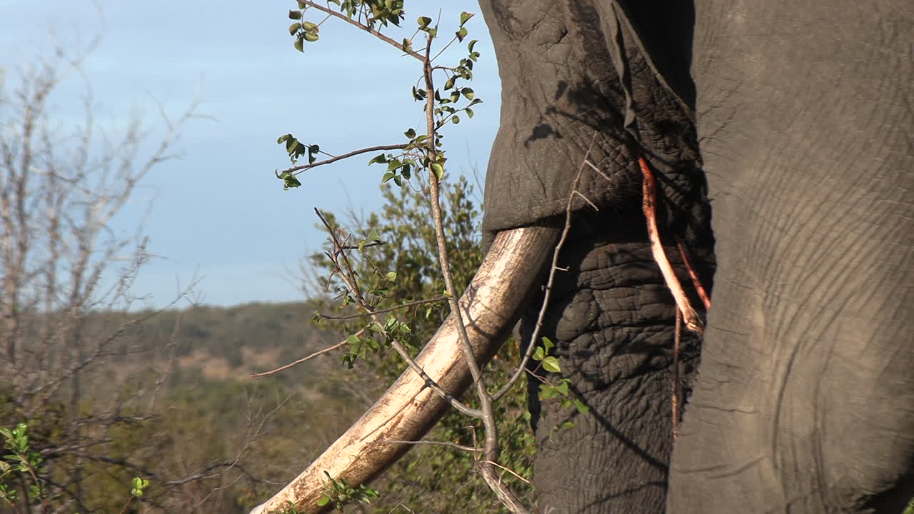 A close-up of a large african elephant's big tusks while eating