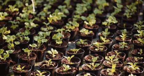 flower and vegetable seedlings in the greenhouse 3