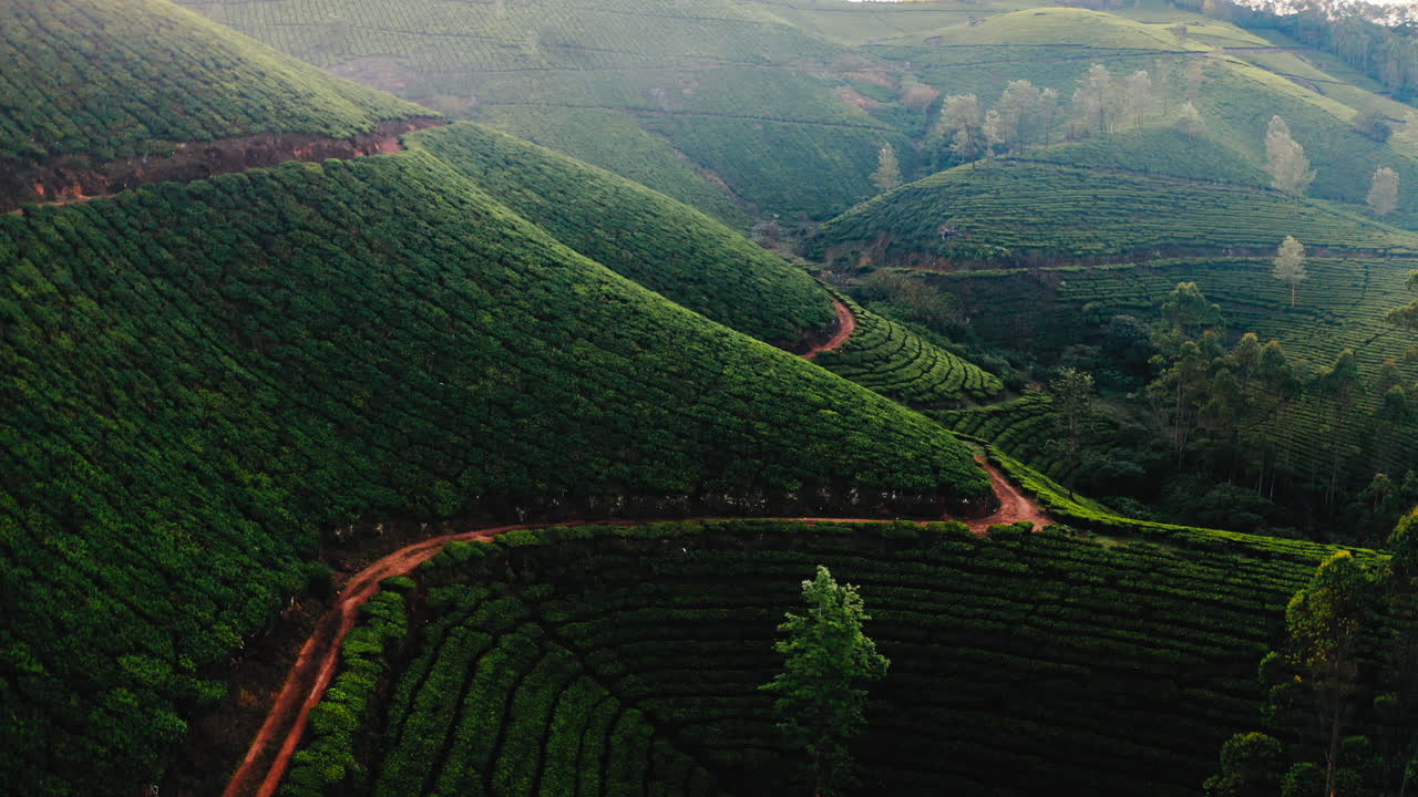 Misty Tea Plantation in the Hills
