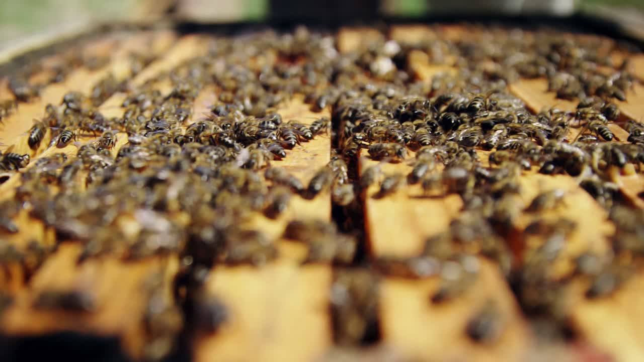 ⁇ 벌로  ⁇ 인  ⁇ 벌 프레임의 클로즈업