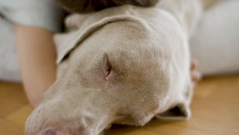 cerca de un niño pequeño abrazando a su perro dormido tirado en el suelo en casa