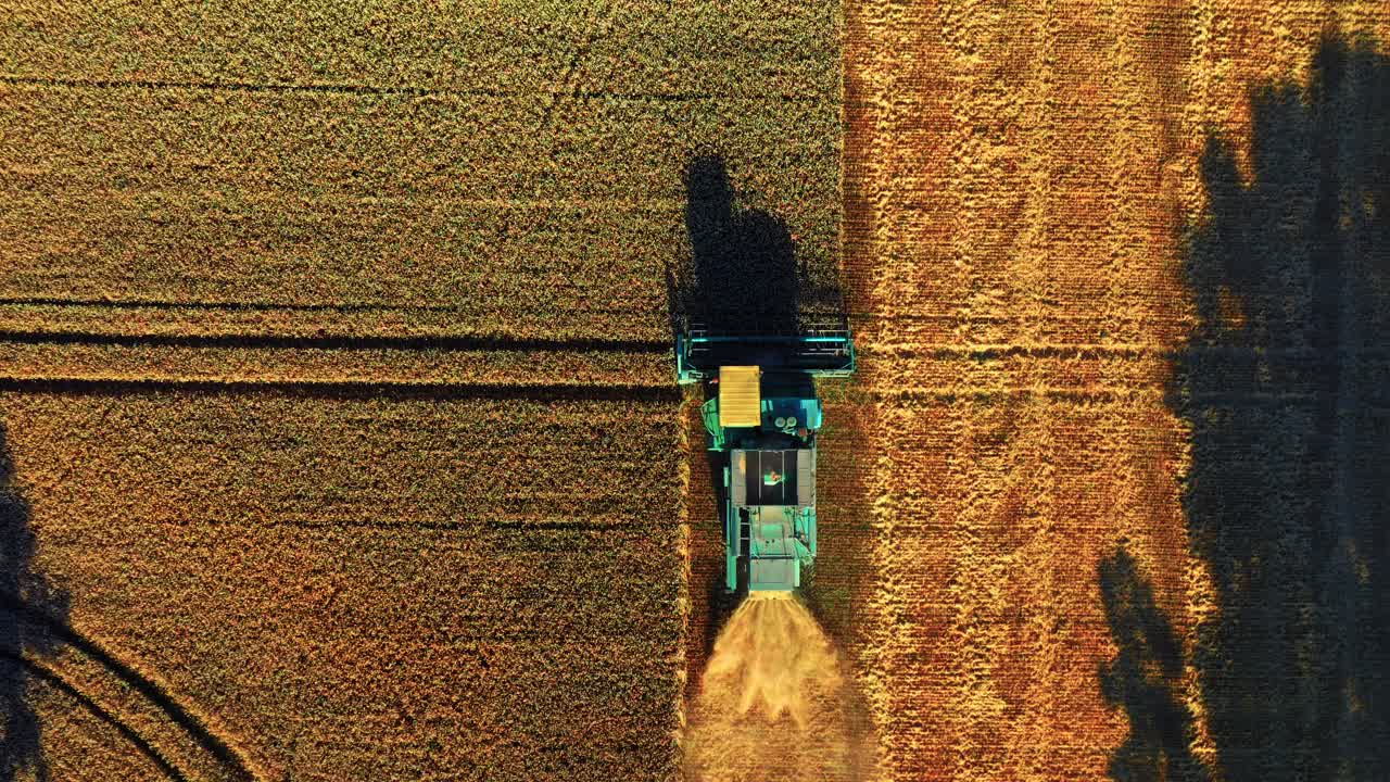 Vista a volo d'uccello di una mietitrebbia al lavoro durante il raccolto in un campo agricolo in Lituania - ripresa da drone.