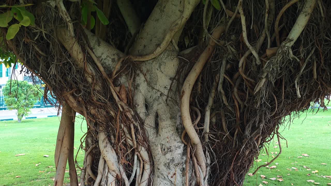 An old tree stands in the center of a public park