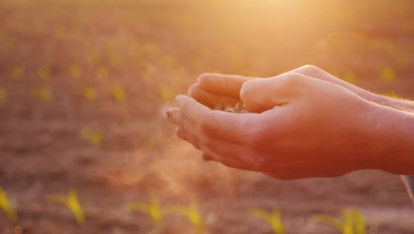 the hands of a farmer with fertile land. organic farming concept