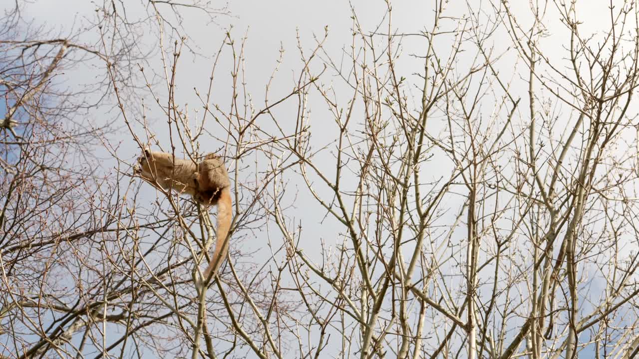 A Crowned lemur climbs around the canopy of a tree eating the tree buds against a blue sky at Edinburgh zoo