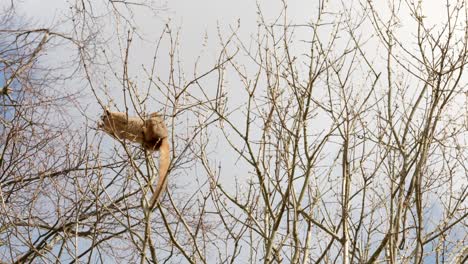 un lémur coronado sube alrededor del dosel de un árbol comiendo los brotes de los árboles contra un cielo azul en el zoológico de edimburgo