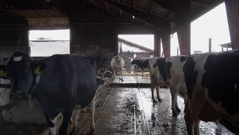 herd of cows are standing in the farm