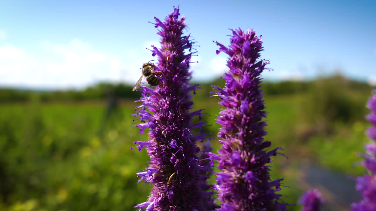 un abejorro polinizando una flor silvestre púrpura en un día soleado de verano