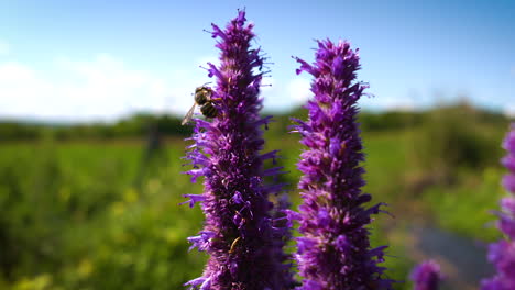 A bumblebee pollinating a purple wildflower on a sunny, summer day