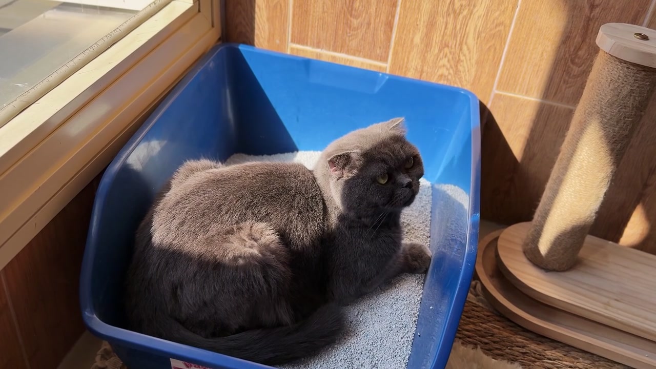 Gatto Exotic Shorthair grigio riposa all'interno di una lettiera blu accanto a un tiragraffi in un'area interna per animali domestici illuminata dal sole.