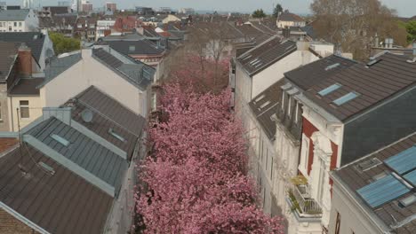 Drone---Aerial-drone-shot-of-the-Kirschbluete-Cherry-Blossom-in-the-Heerstraße-Heerstreet-Breitestraße-Bonn-25p