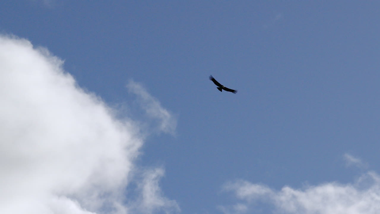 Closer view about a huge Andean Condor bird as well known animal in Patagonian countryside environment