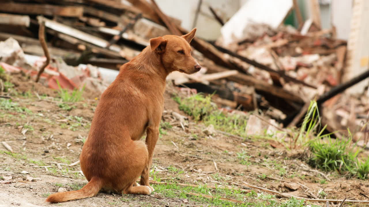 perro callejero marrón sentado y observando la casa demolida desde la distancia
