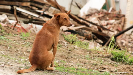 Brauner-Streunender-Hund-Sitzt-Und-Beobachtet-Das-Zerstörte-Haus-Aus-Der-Ferne