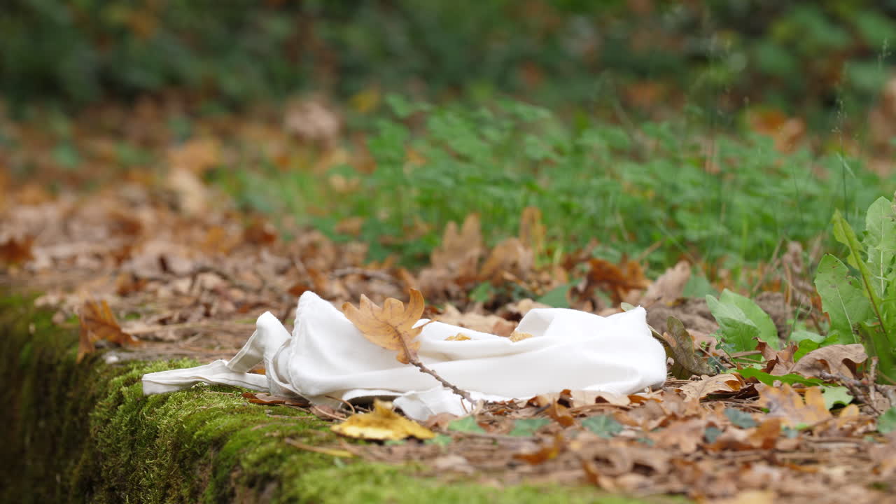 Red squirrel close-up searching and findning nuts in an bag on a moss-covered rock in a quiet autumn forest colorful leaves wildlife natural trees environment soft sunlight