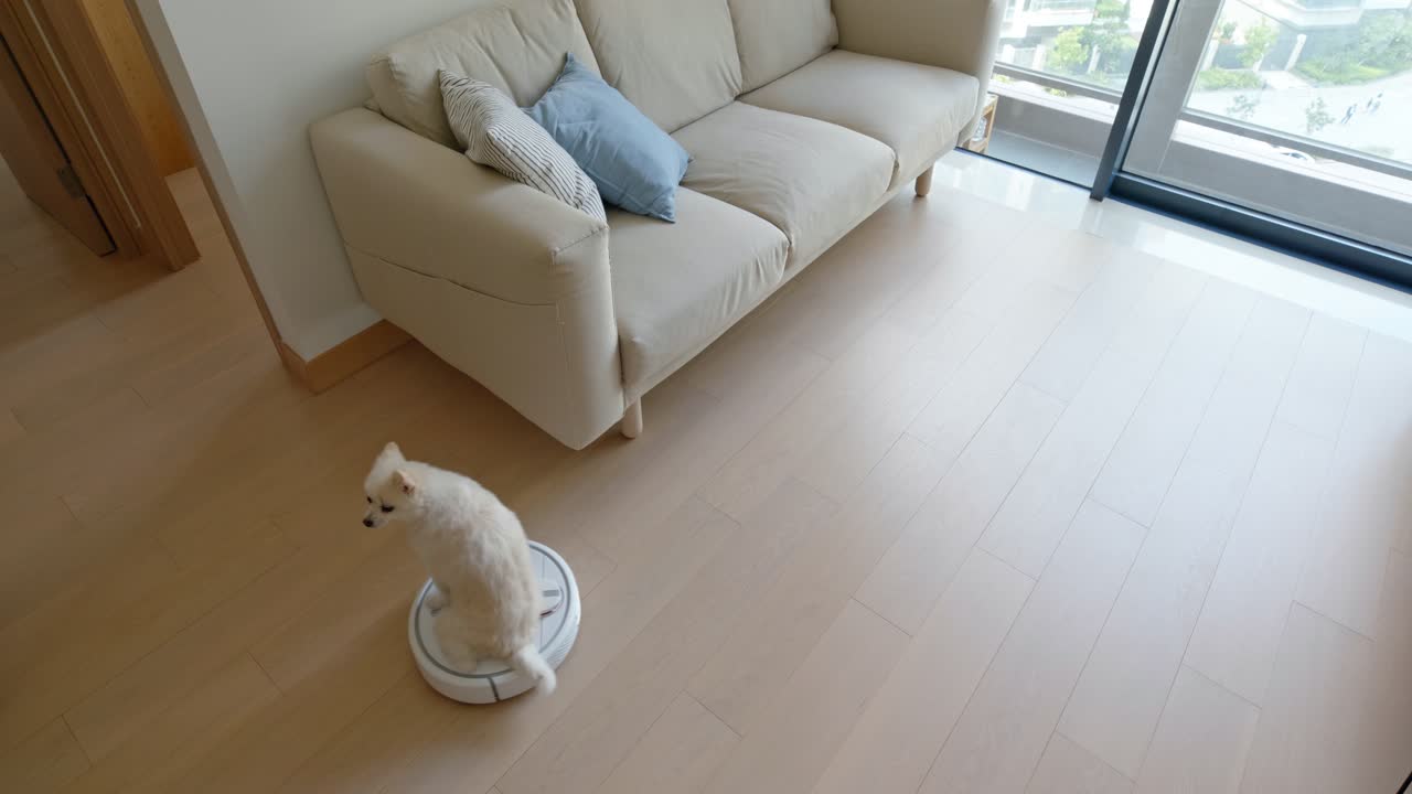 Pomeranian dog on robotic vacuum cleaner