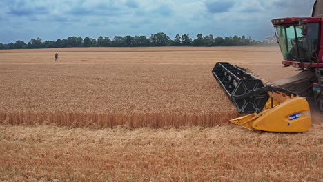 wheat harvesting in field