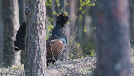 Male-western-capercaillie-roost-on-lek-site-in-lekking-season-close-up-in-pine-forest-morning-light