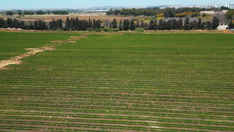 Eine-Drohnenaufnahme-Eines-Riesigen-Grünen-Feldes-Mit-Vielen-Bäumen-Davor-Und-Einem-Blauen-Himmel,-4K-Video,-Israel