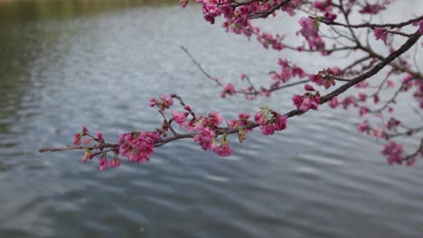 panning shot of cherry blossom tree leaning over river in brazil