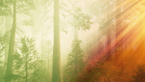 morning-fog-in-the-giant-sequoias-forest