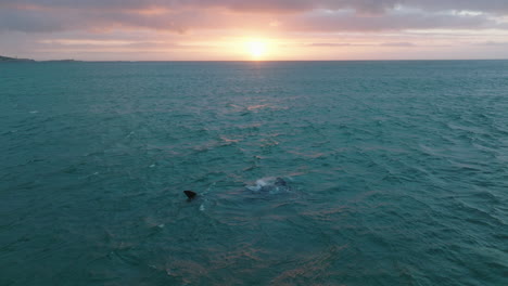 Aerial-shot-of-big-animal-surfacing-in-waves-in-evening-sea.-Whale-waving-with-fin-against-sunset-sky.