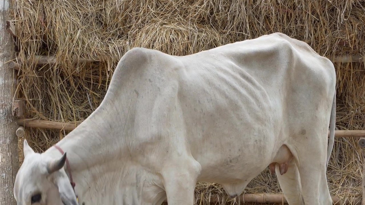 Una serena rappresentazione di mucche in un ambiente pastorale che mostra la vita rurale e la natura.