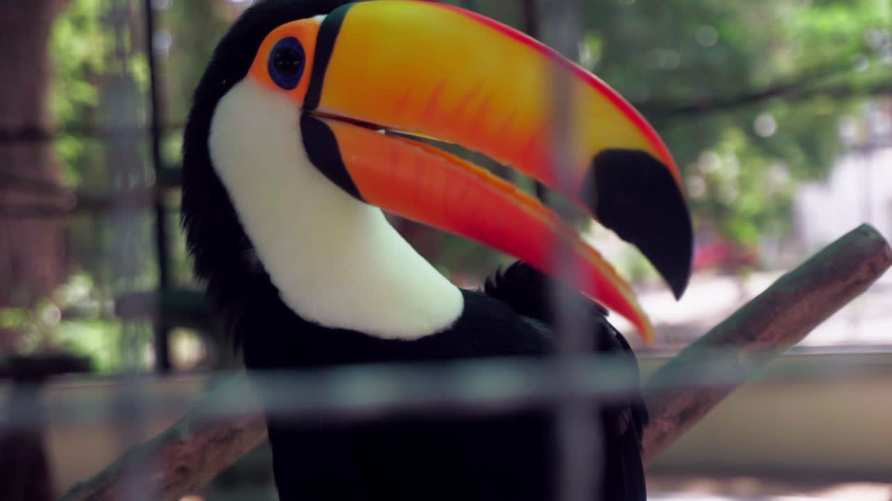 A toucan is seen preening its feathers in slow motion, with its vibrant beak and colorful plumage, captured in a close-up shot inside its enclosure. Recorded at Botânico das Asas in Araruama, Brazil