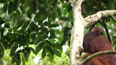 a juvenil orang utan climbs a tree