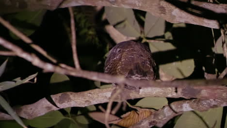 búho sentado en una rama por la noche, mirando a la cámara