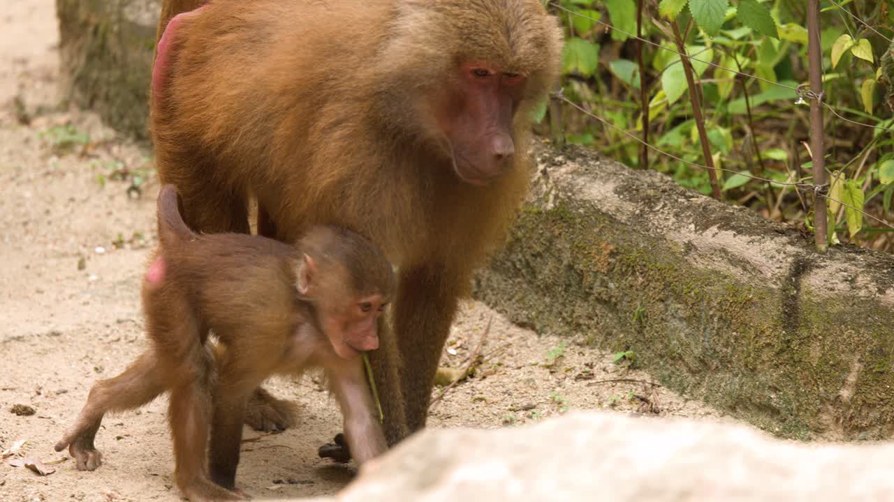 A female hamadryas baboon walks across sandy terrain with her young infant in daylight