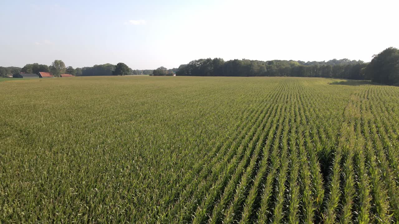 A drone shot of a big green cornfield in the Netherlands