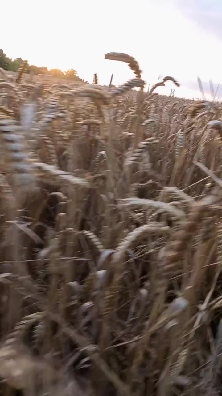 Grano dorato che ondeggia dolcemente nella brezza