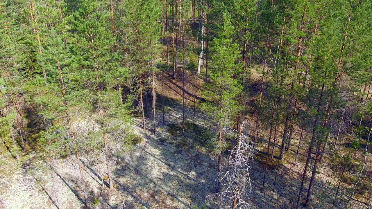 красивое видео с беспилотника заповедного лишайникового поля в финской глуши