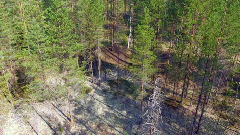 Hermoso-Video-De-Drones-De-Un-Campo-De-Líquenes-Protegido-En-El-Desierto-Finlandés