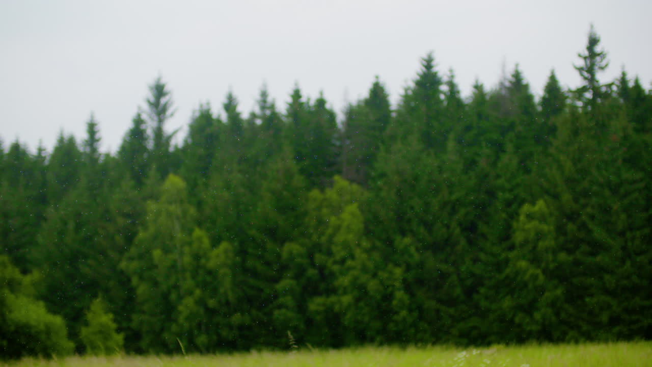 비오는 날 숲에 대한 비