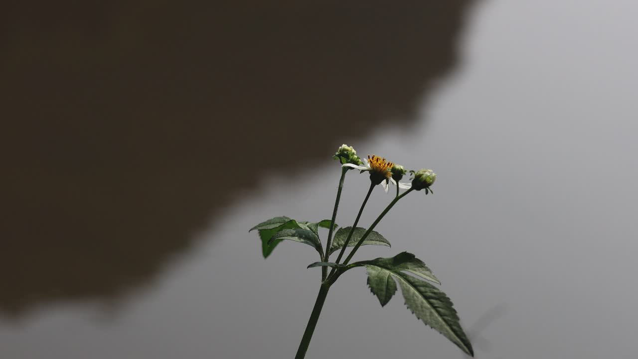 Timelapse of a flowering plant growing