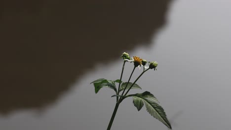 timelapse of a flowering plant growing