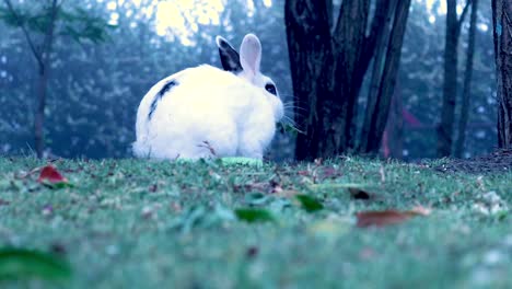 a green landscape with trees and shrubs and a black and white rabbit hunting