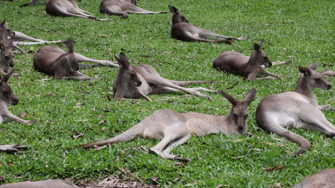 Kangaroos interacting and playing in a grassy field