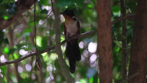 Seen-deep-in-the-forest-looking-around-as-the-camera-tilts-down-to-reveal-more,-Chestnut-winged-Cuckoo-or-Red-winged-Crested-Cuckoo-Clamator-coromandus,-Thailand