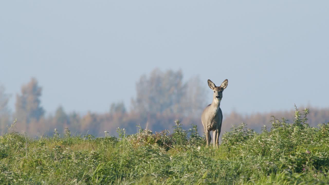 corzo salvaje común primer plano perfecto en pradera pasto otoño hora dorada luz